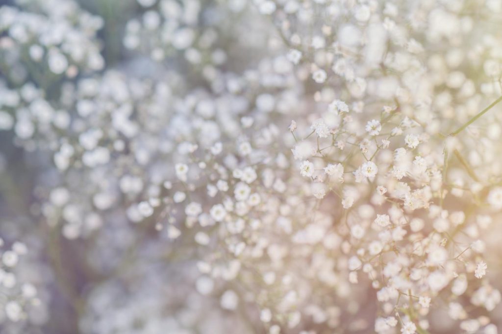 A soft and dreamy image of baby's breath flowers with a light blur.