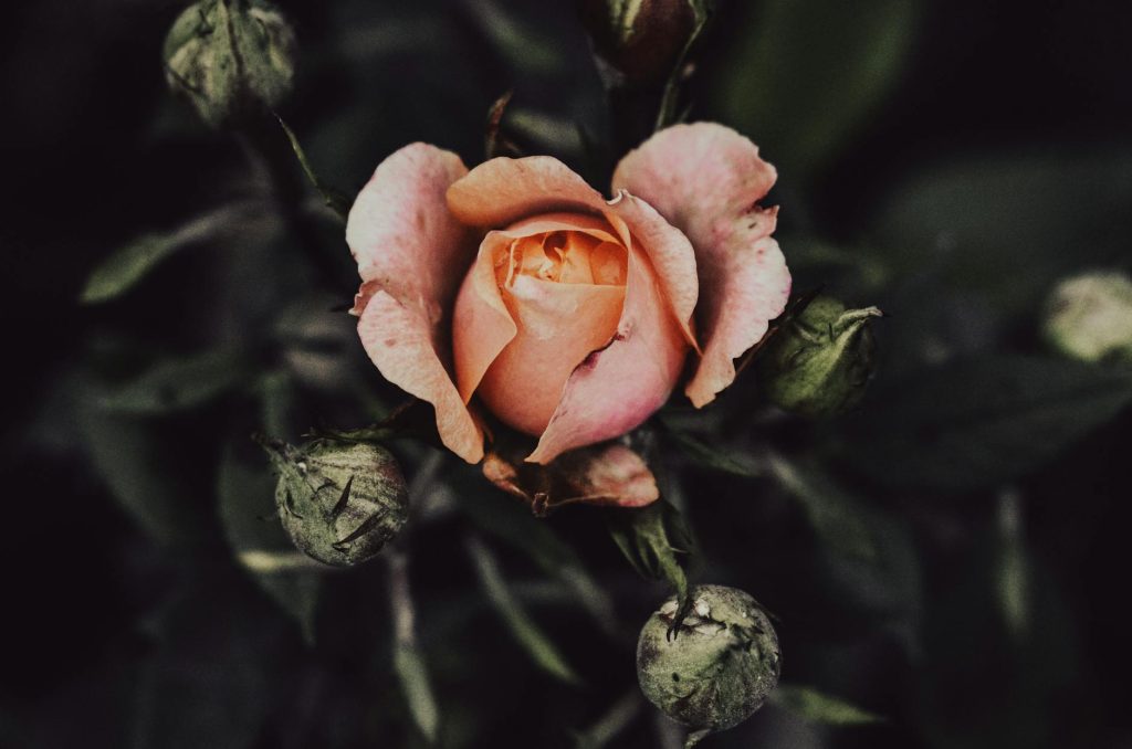 rose